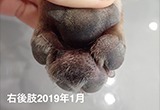 baronちゃん　〜趾間皮膚炎・趾間肉芽腫の治療