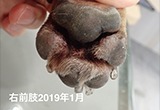 baronちゃん　〜趾間皮膚炎・趾間肉芽腫の治療