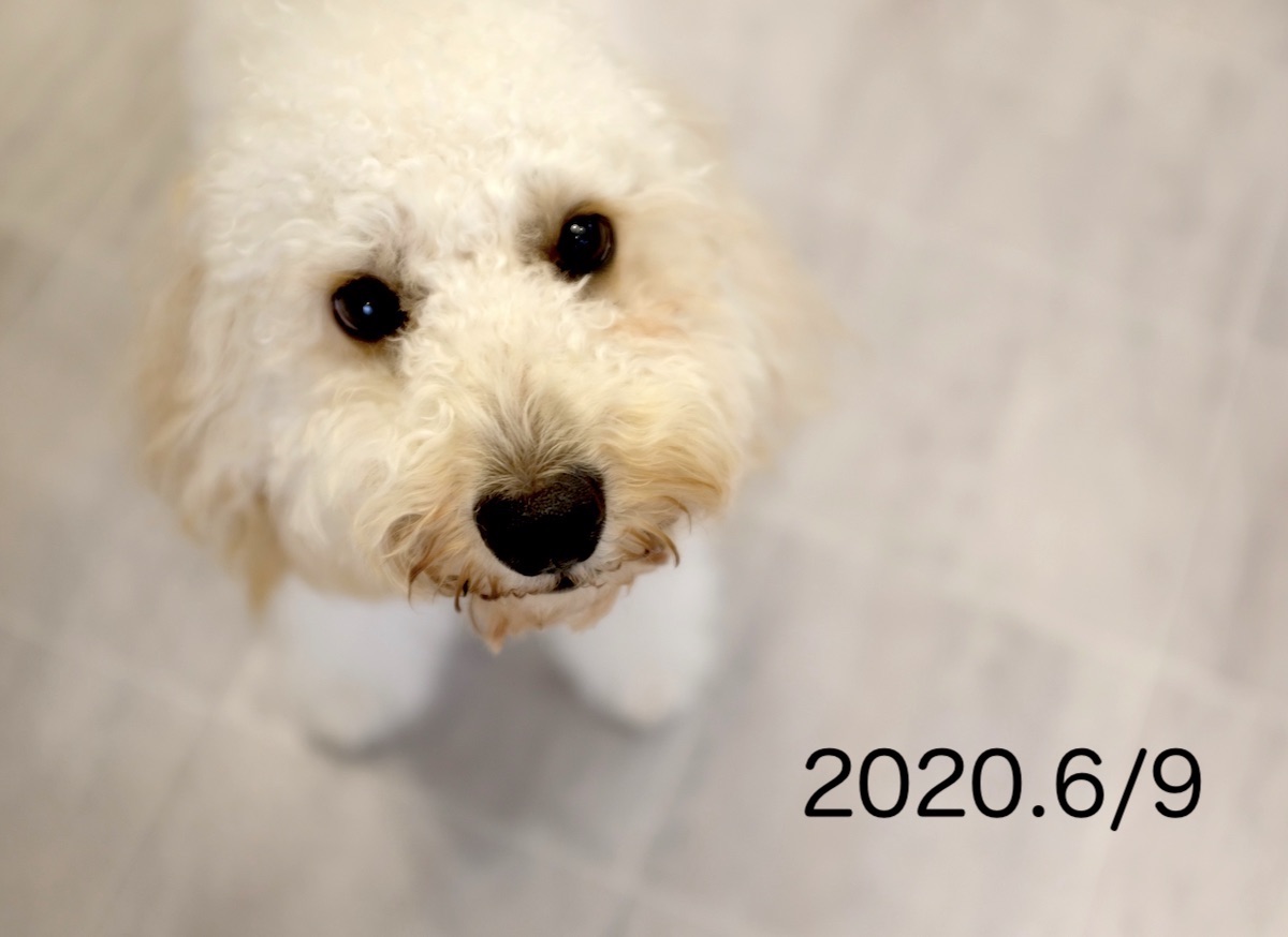 犬の脳炎 てんかん で漢方薬治療しているそらちゃん 漢方治療専門動物病院 ハルペッツクリニック神戸 犬の脳炎 てんかん で漢方薬治療しているそらちゃん 漢方治療専門動物病院 ハルペッツクリニック神戸