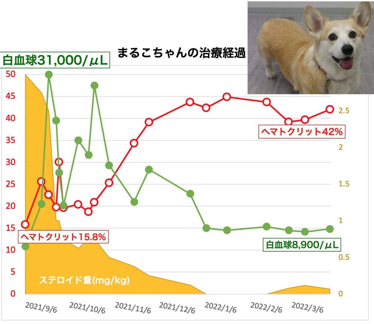 犬の免疫介在性溶血性貧血で漢方薬治療しているまるこちゃん