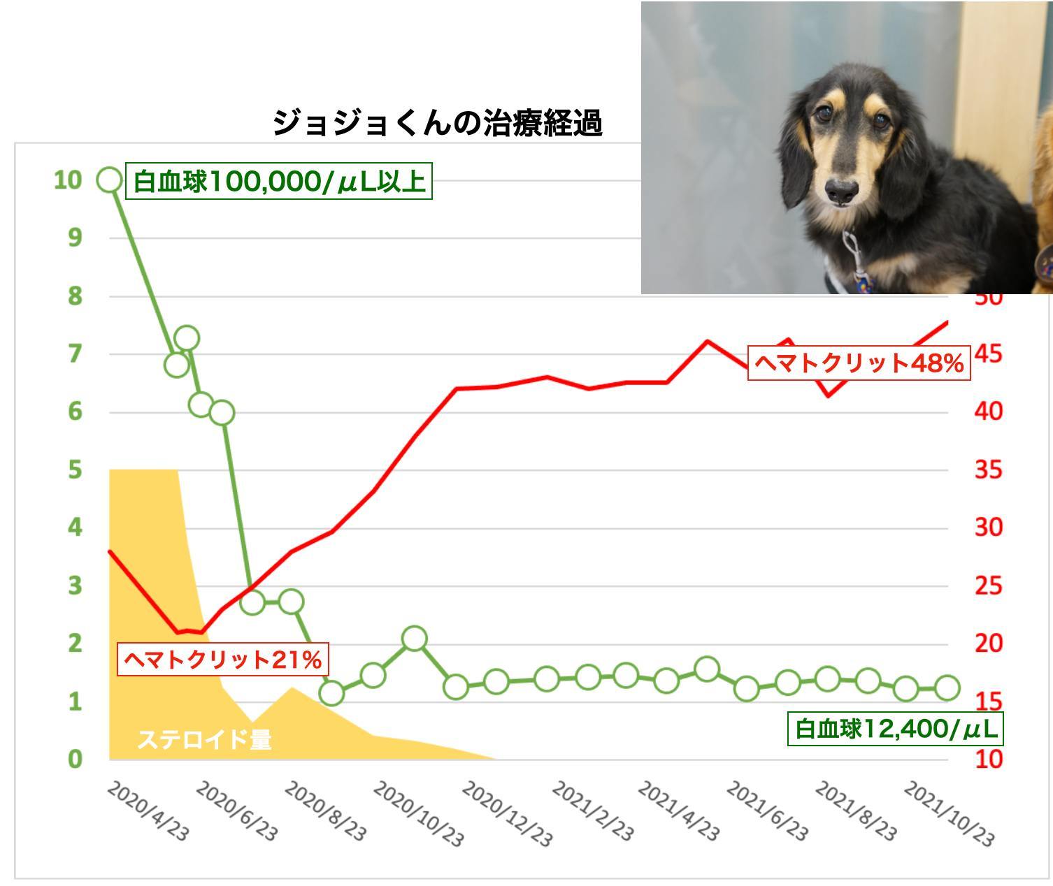 犬の白血病で漢方薬治療しているジョジョくん