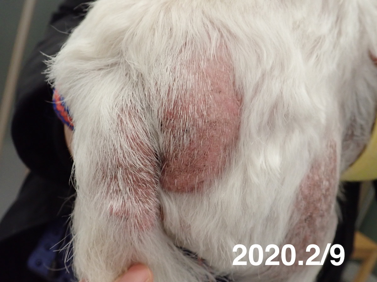 ウェスティのアトピー性皮膚炎で漢方薬治療しているサンディちゃん