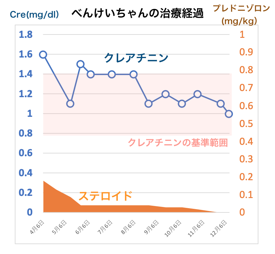 犬の腎不全とアトピーで漢方薬治療しているべんけいちゃんの治療経過