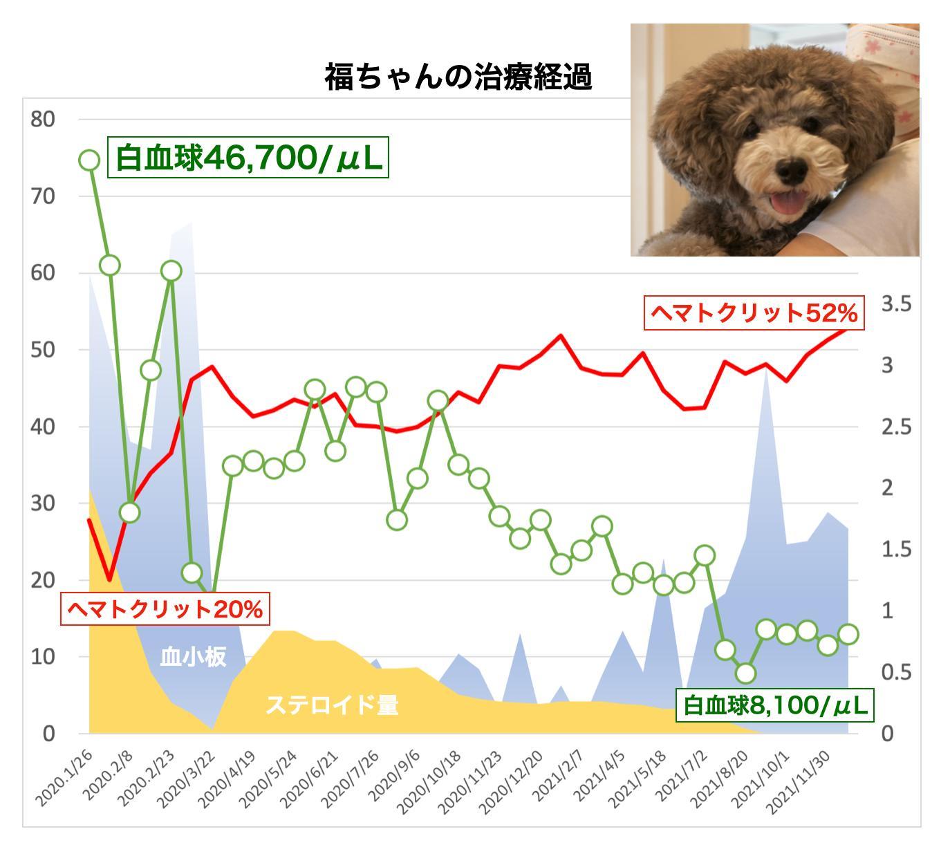 犬の血小板減少症で漢方薬治療している福ちゃん