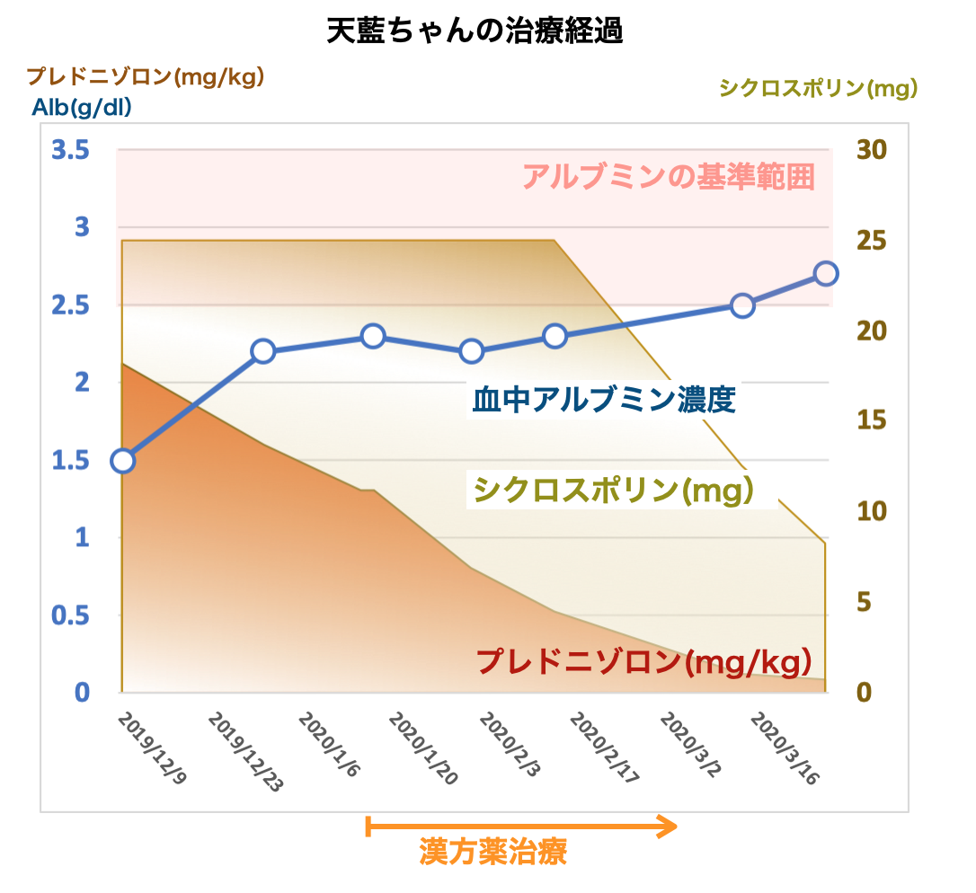 低アルブミン血症で漢方薬治療している天藍ちゃん