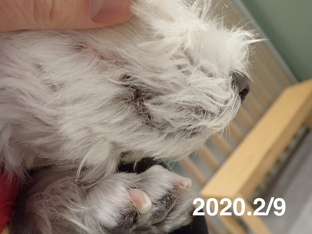 ウェスティのアトピー性皮膚炎で漢方薬治療しているサンディちゃん