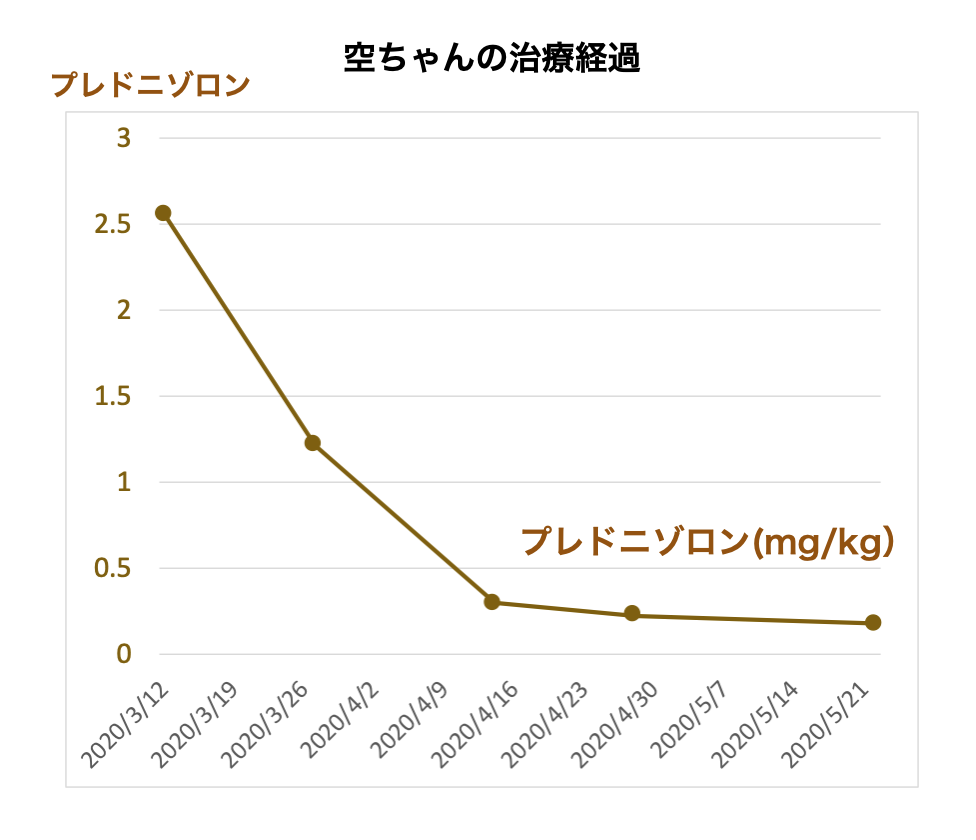 ペキニーズの脳炎（GME）で漢方薬治療している空ちゃん