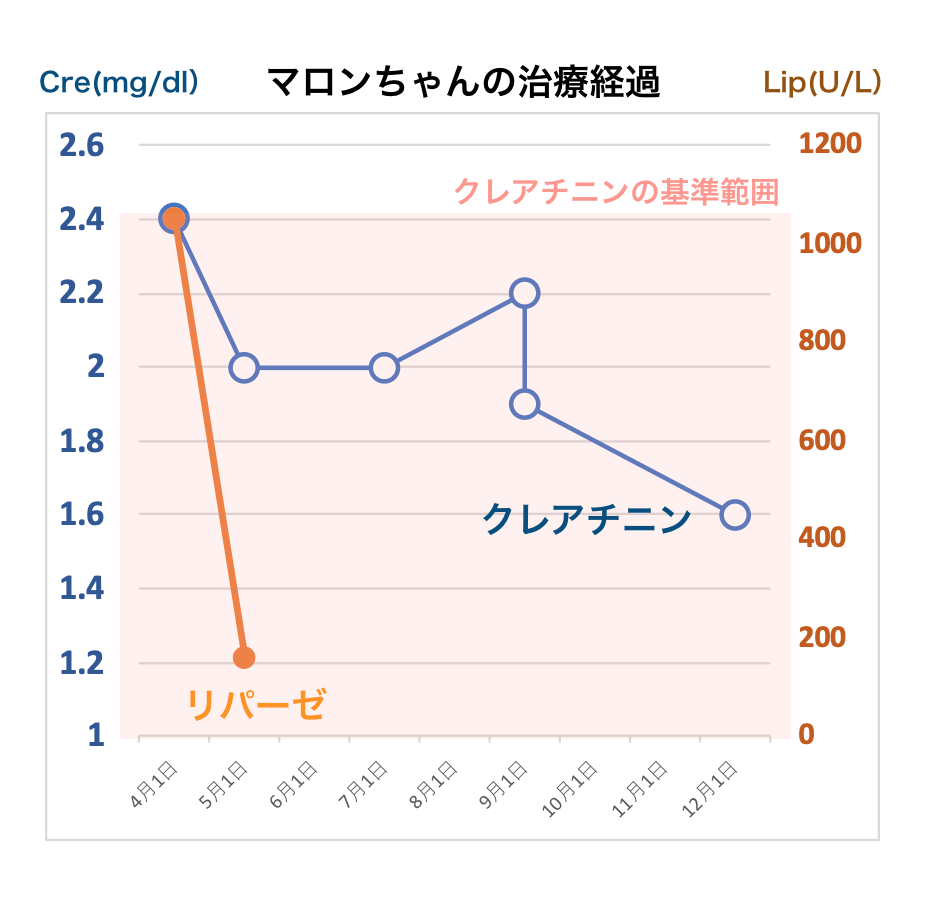 猫の若齢性腎不全と慢性腎不全で治療中のマロンちゃんの治療経過