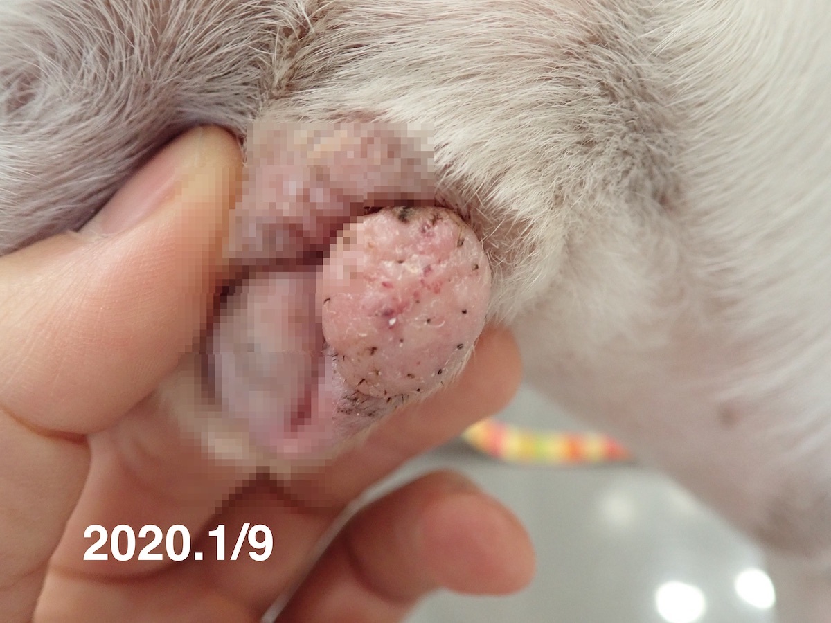 犬の肥満細胞腫を漢方薬治療しているこむぎちゃん