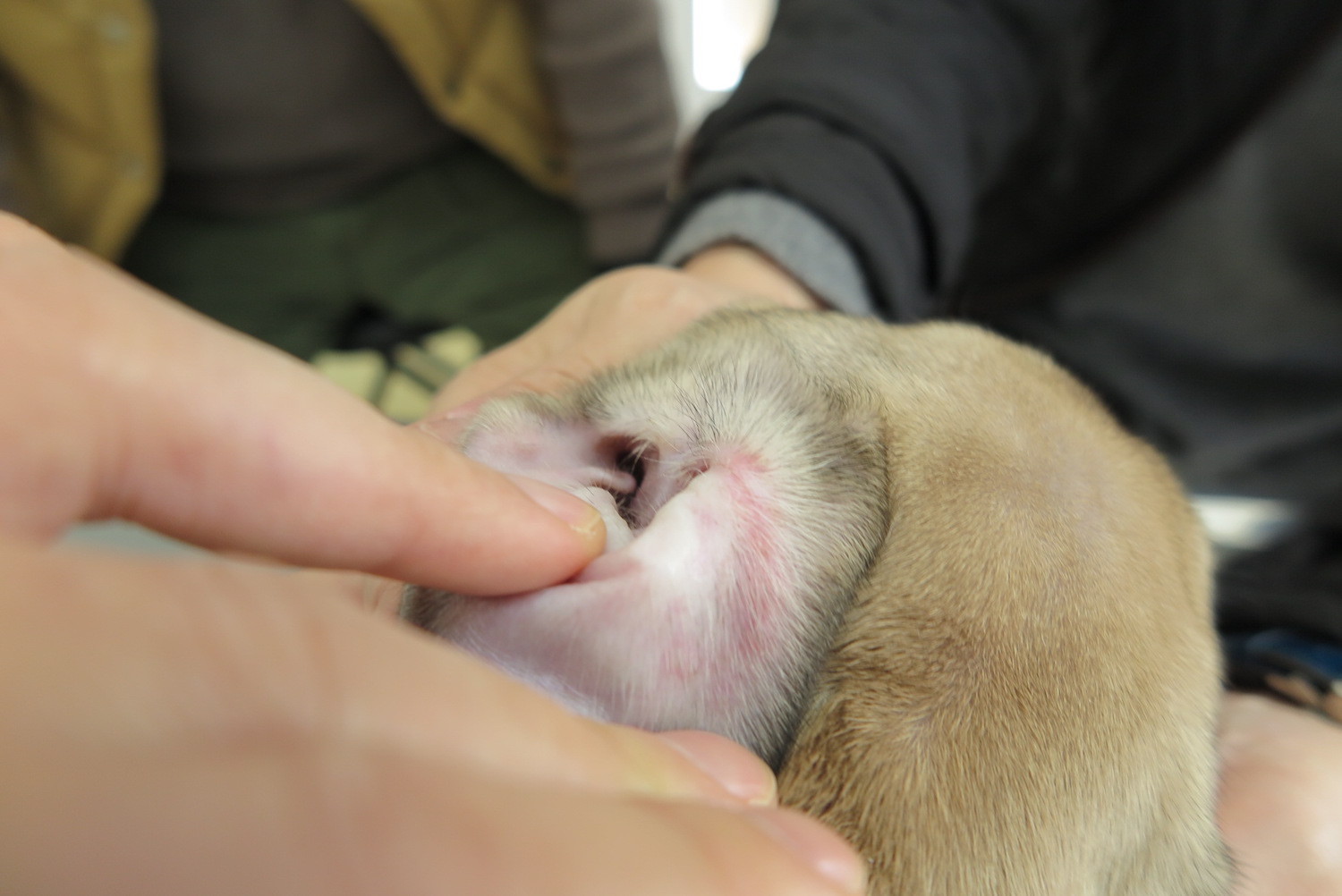 フレブルの若齢性アトピーで漢方薬治療しているうずらちゃん