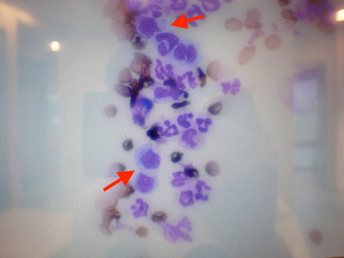 肥満細胞腫の治療による白血病で漢方薬治療しているジョジョちゃん