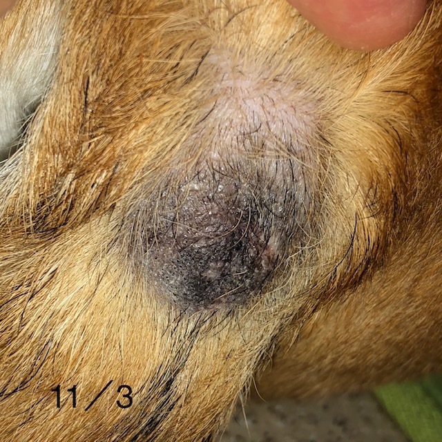 犬の脂肪織炎で漢方薬治療しているたまこちゃんの治療経過