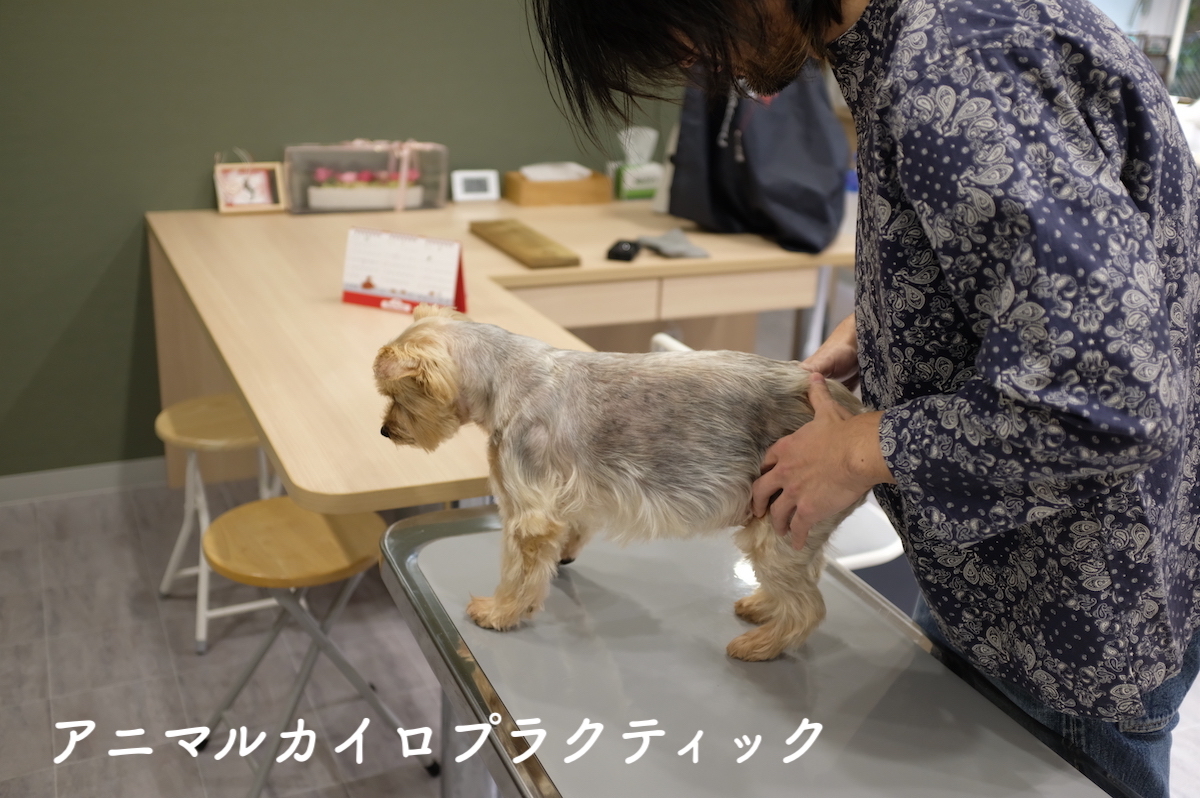 犬の関節炎で漢方薬治療している文ちゃん