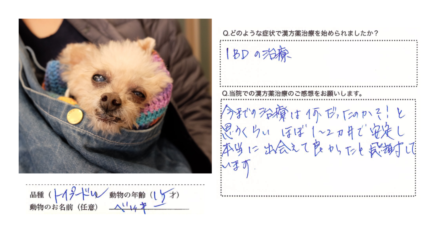 犬のIBDで漢方薬治療しているベッキーちゃん